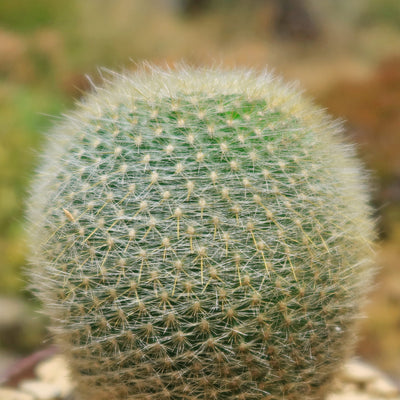 Notocactus graessneri albisetus