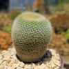 Notocactus graessneri albisetus