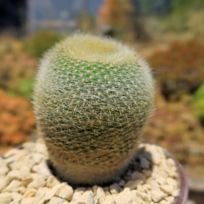 Notocactus graessneri albisetus