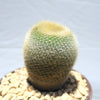 Notocactus graessneri albisetus