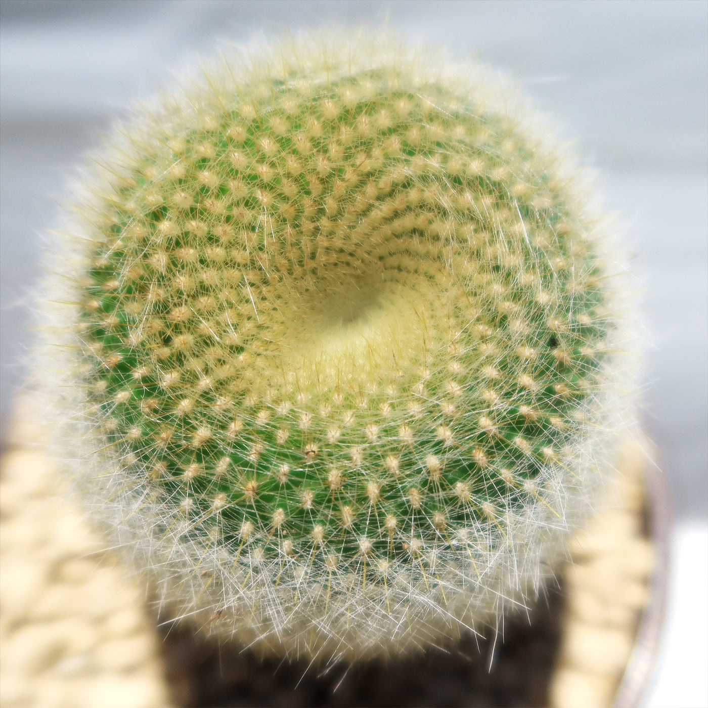 Notocactus graessneri albisetus