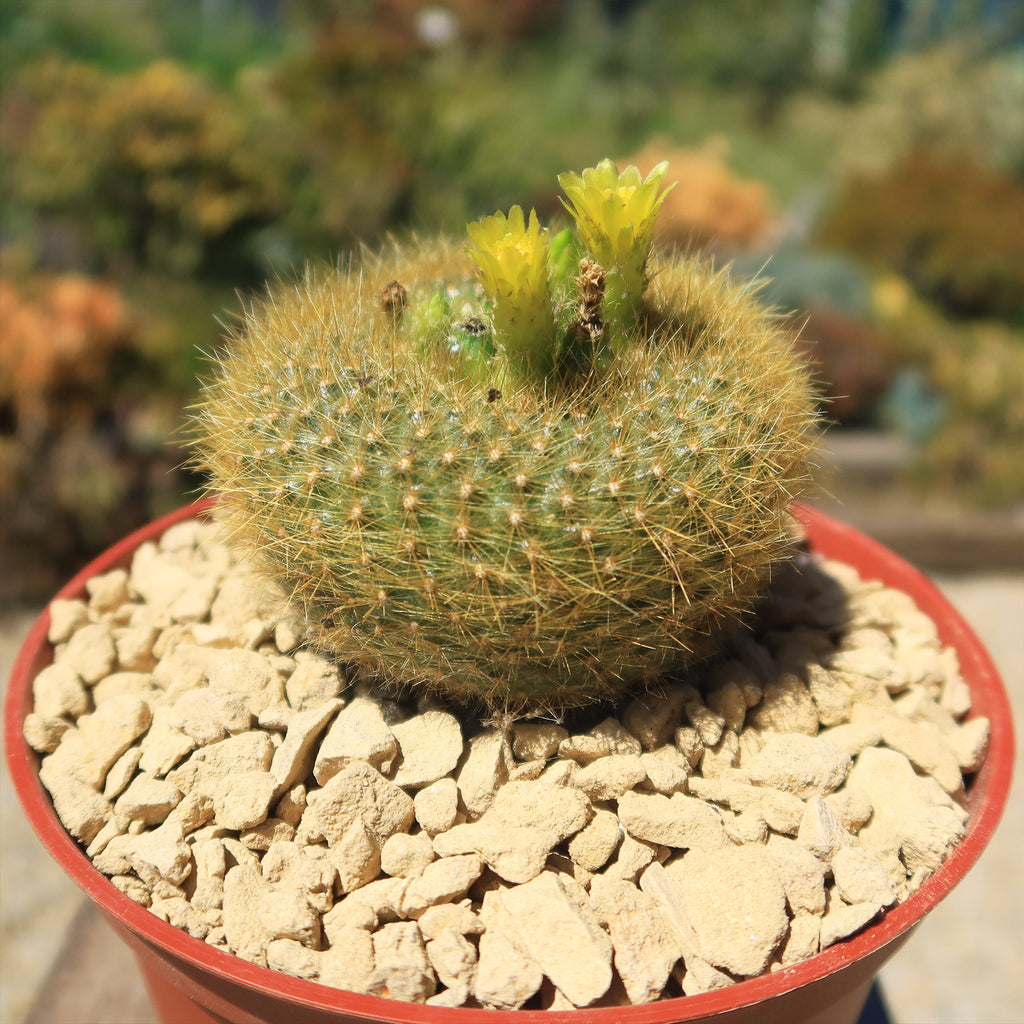 Notocactus graessneri flaviflorus