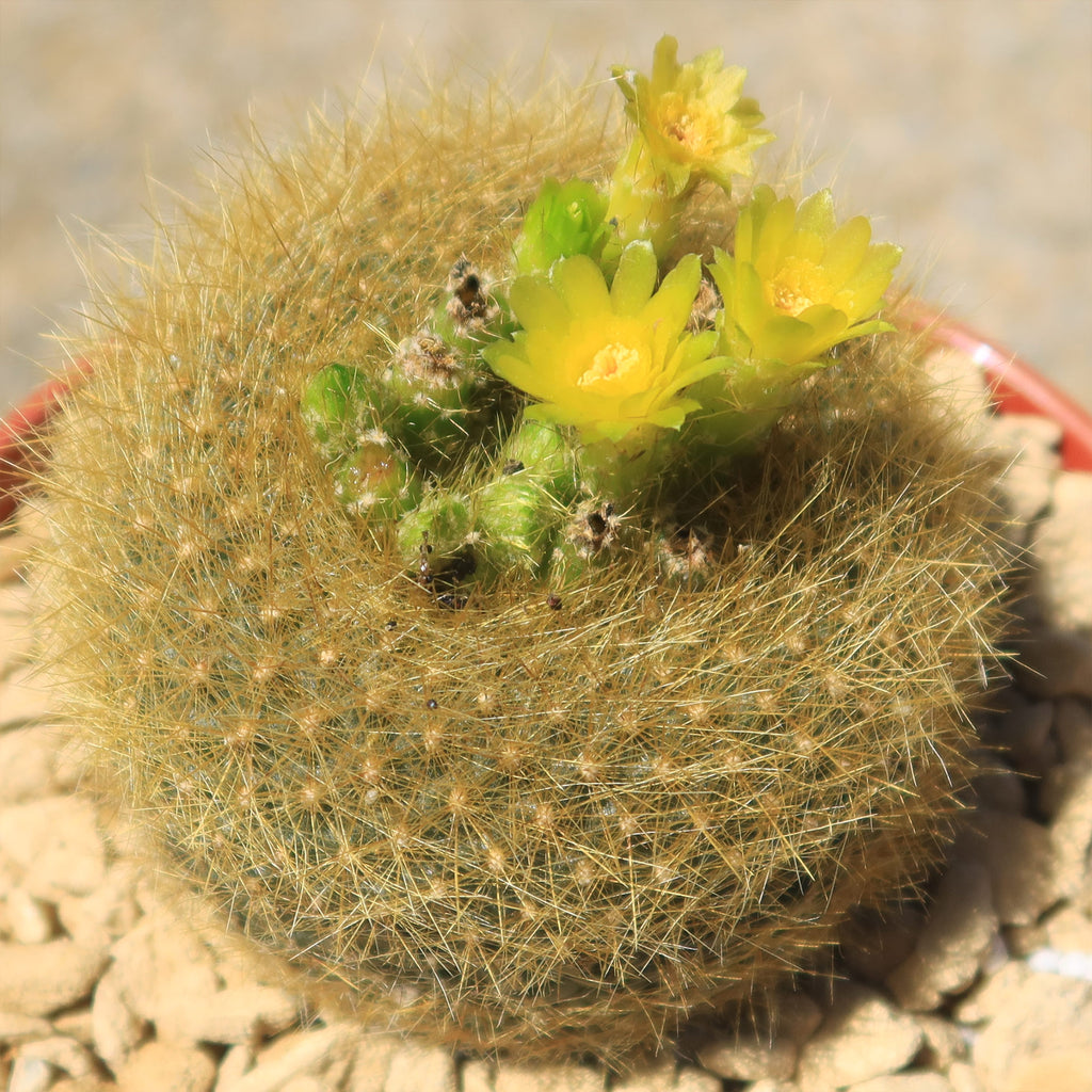 Notocactus graessneri flaviflorus
