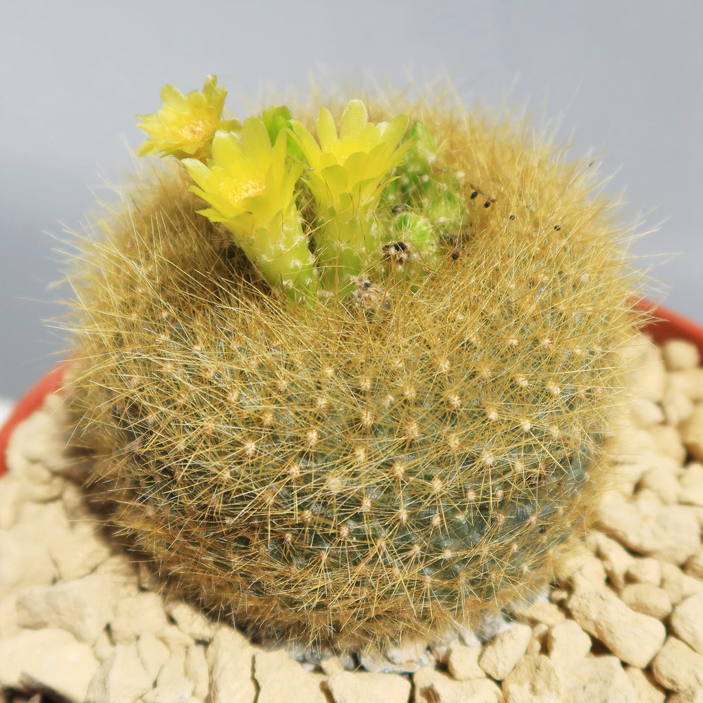 Notocactus graessneri flaviflorus