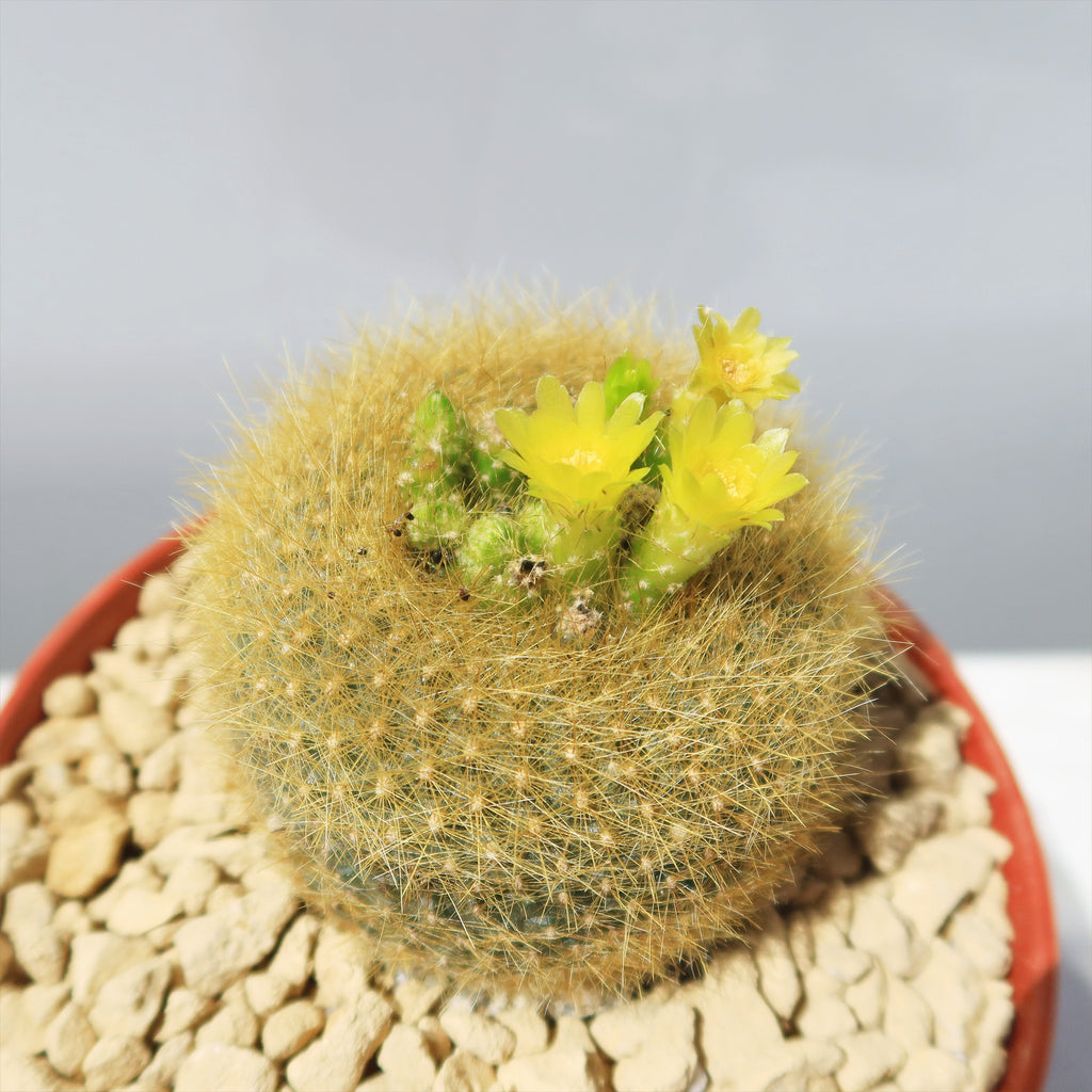 Notocactus graessneri flaviflorus