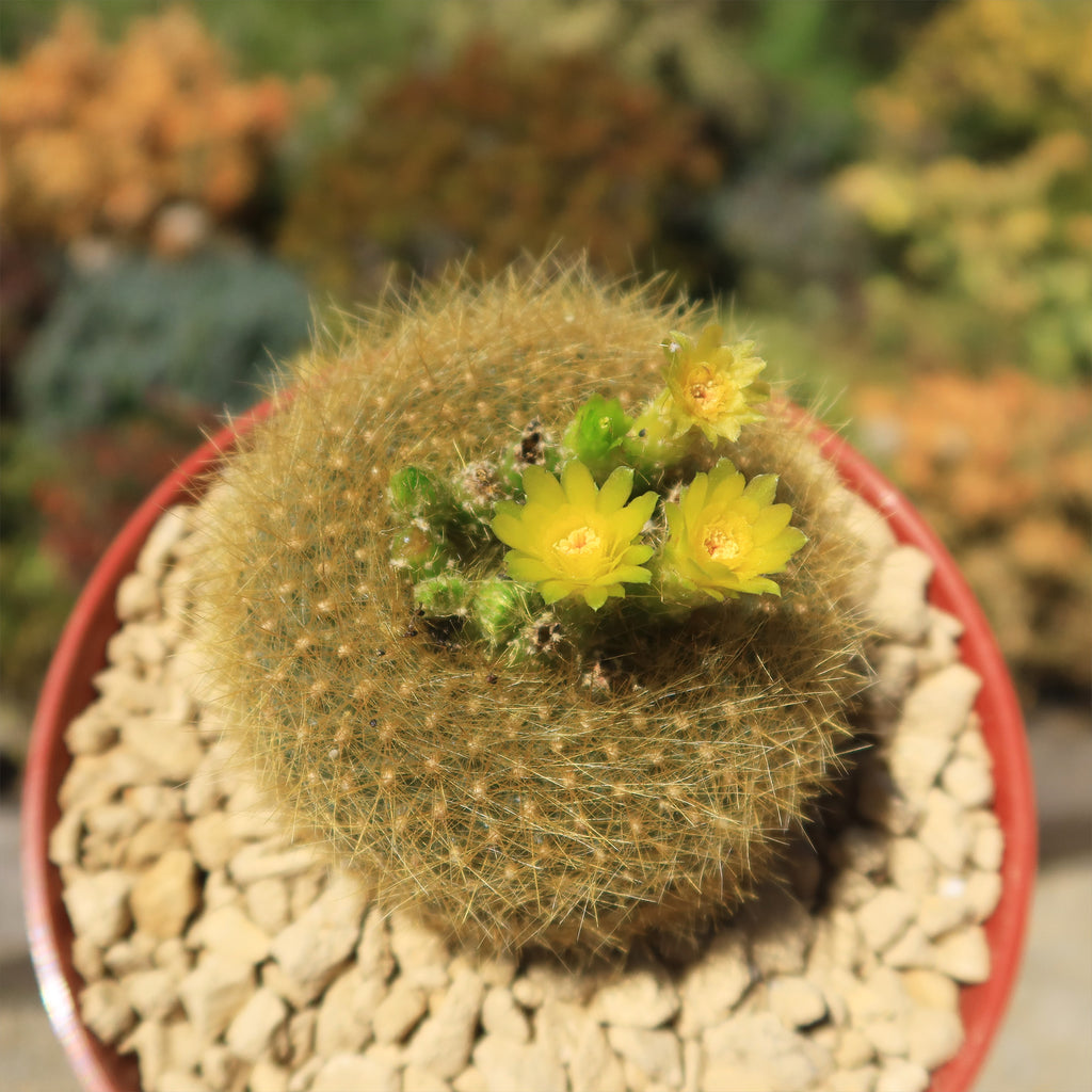 Notocactus graessneri flaviflorus