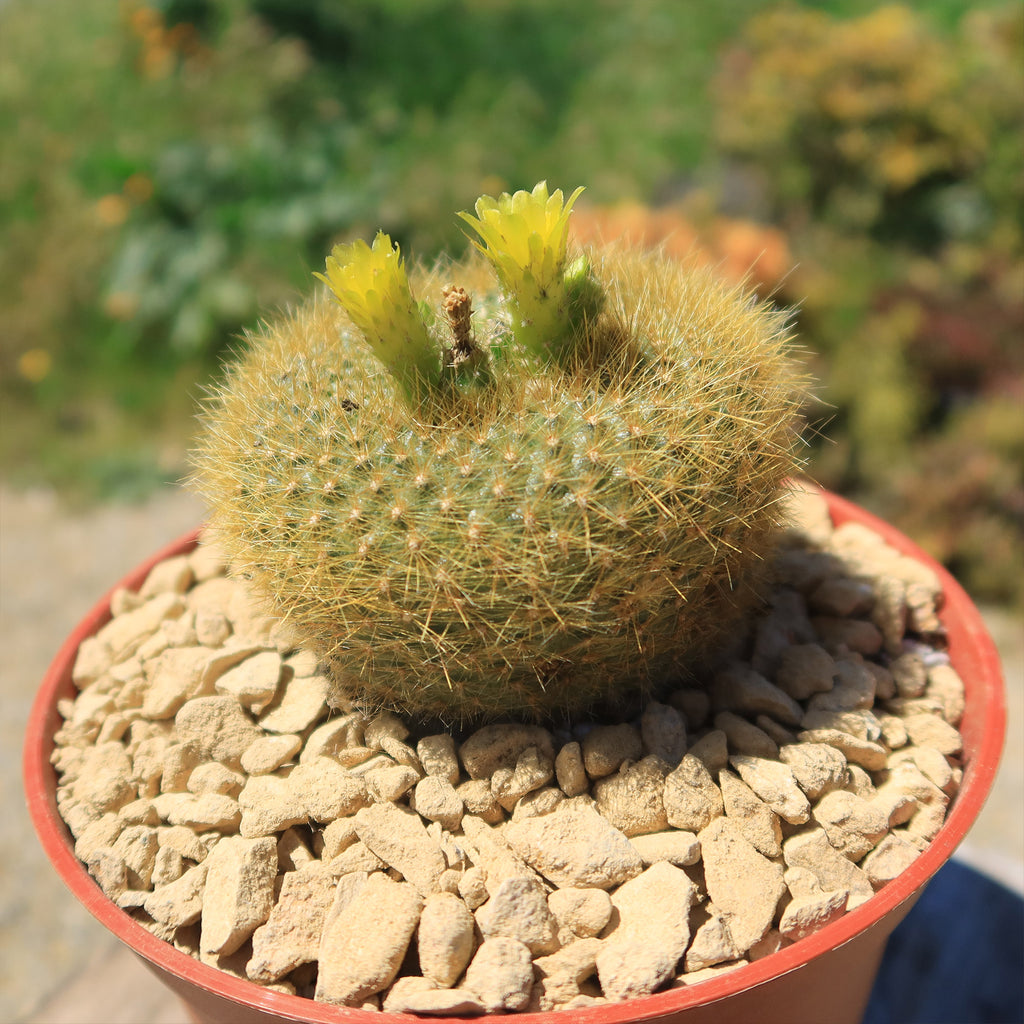 Notocactus graessneri flaviflorus