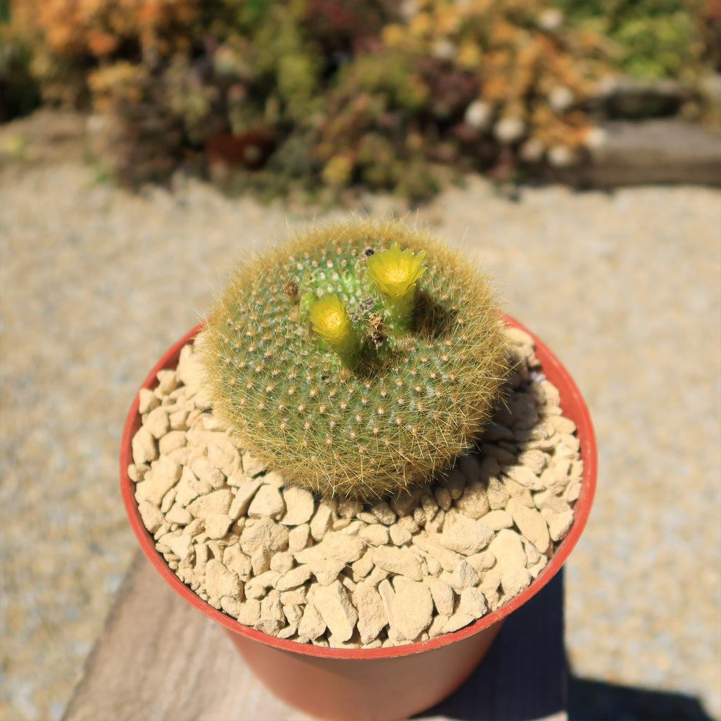 Notocactus graessneri flaviflorus
