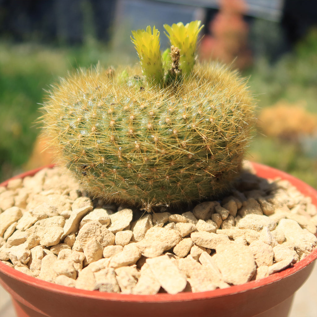 Notocactus graessneri flaviflorus