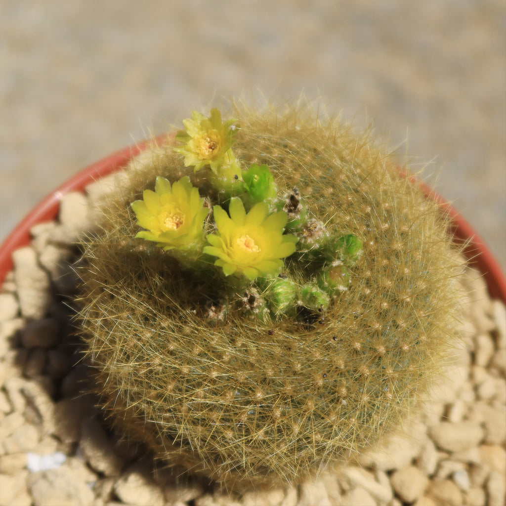 Notocactus graessneri flaviflorus
