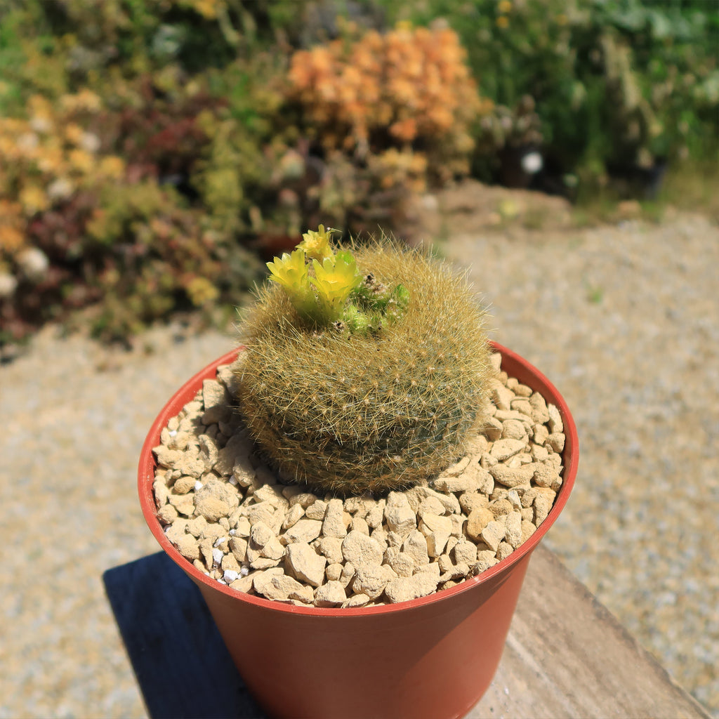 Notocactus graessneri flaviflorus