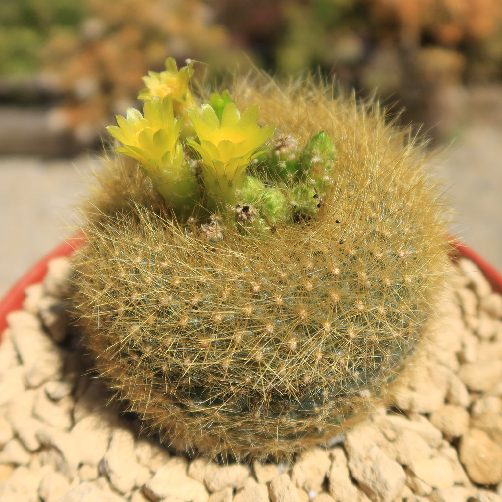 Notocactus graessneri flaviflorus