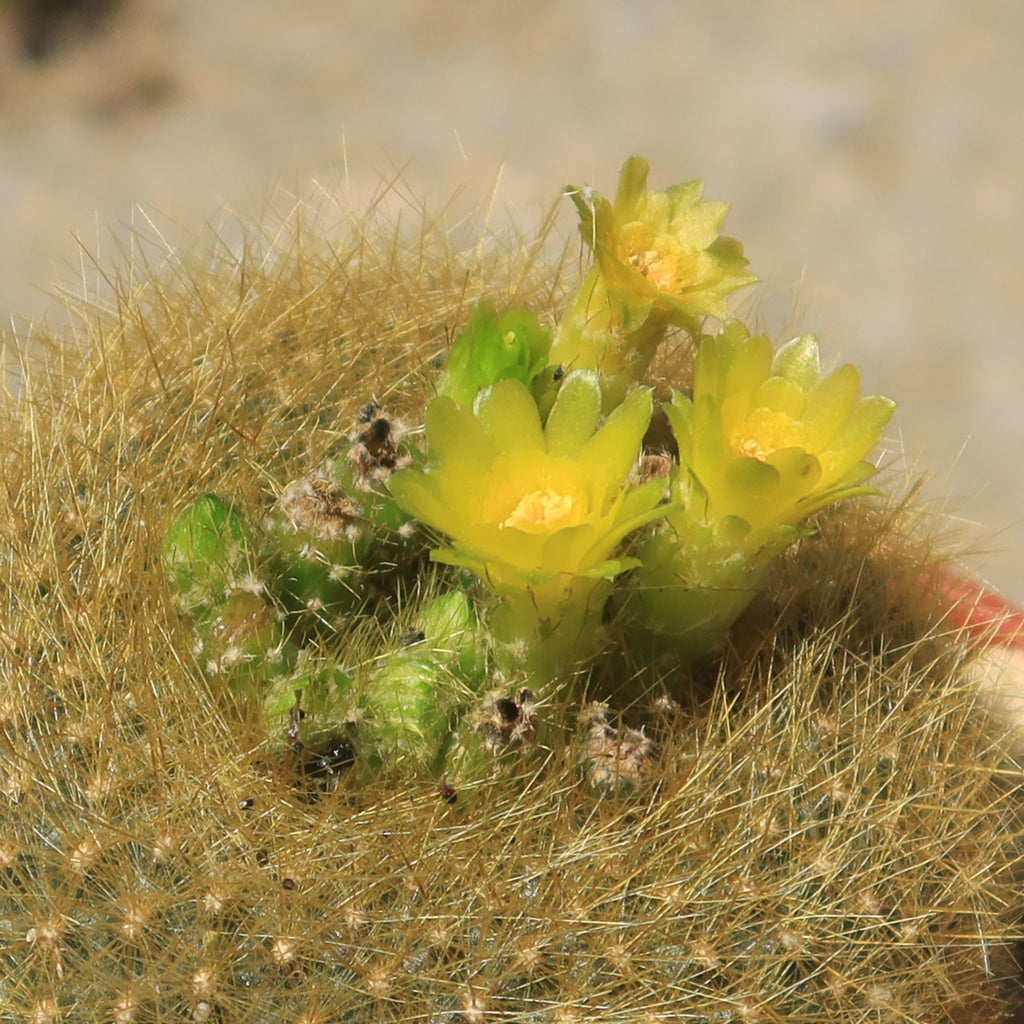 Notocactus graessneri flaviflorus