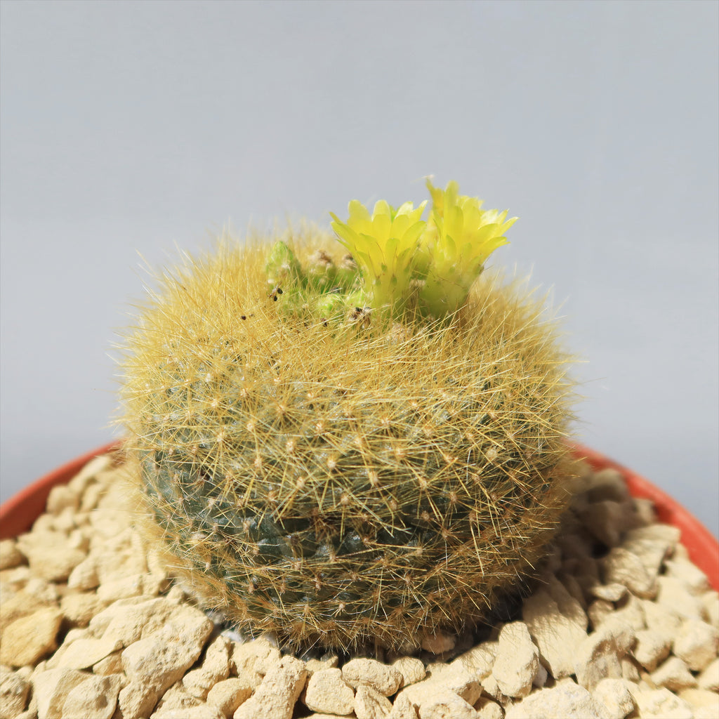 Notocactus graessneri flaviflorus