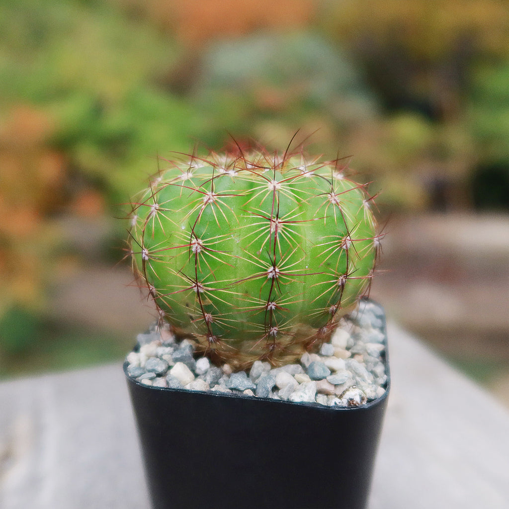 Notocactus parodia militaris