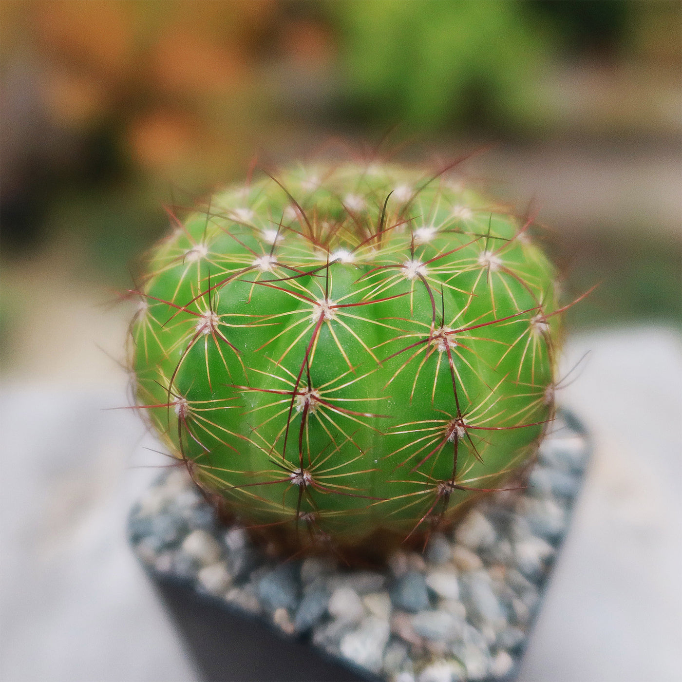 Notocactus parodia militaris