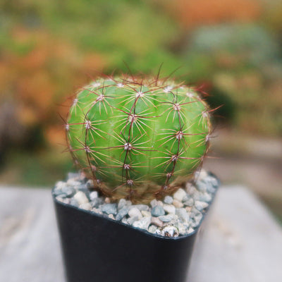 Notocactus parodia militaris