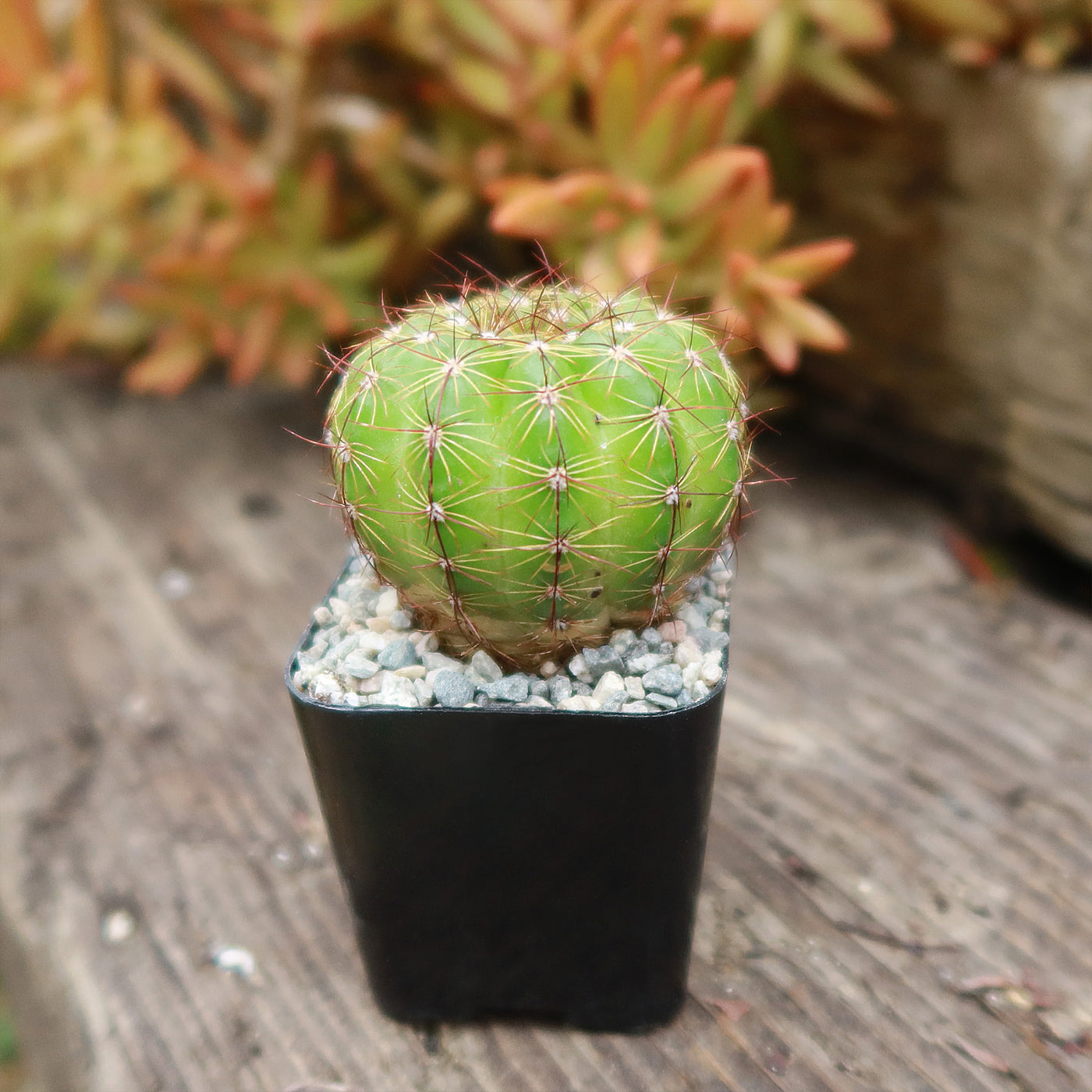 Notocactus parodia militaris