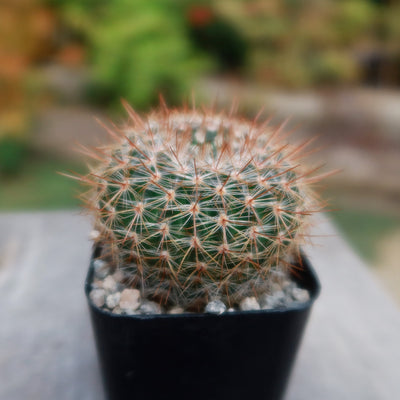 Notocactus rutilans