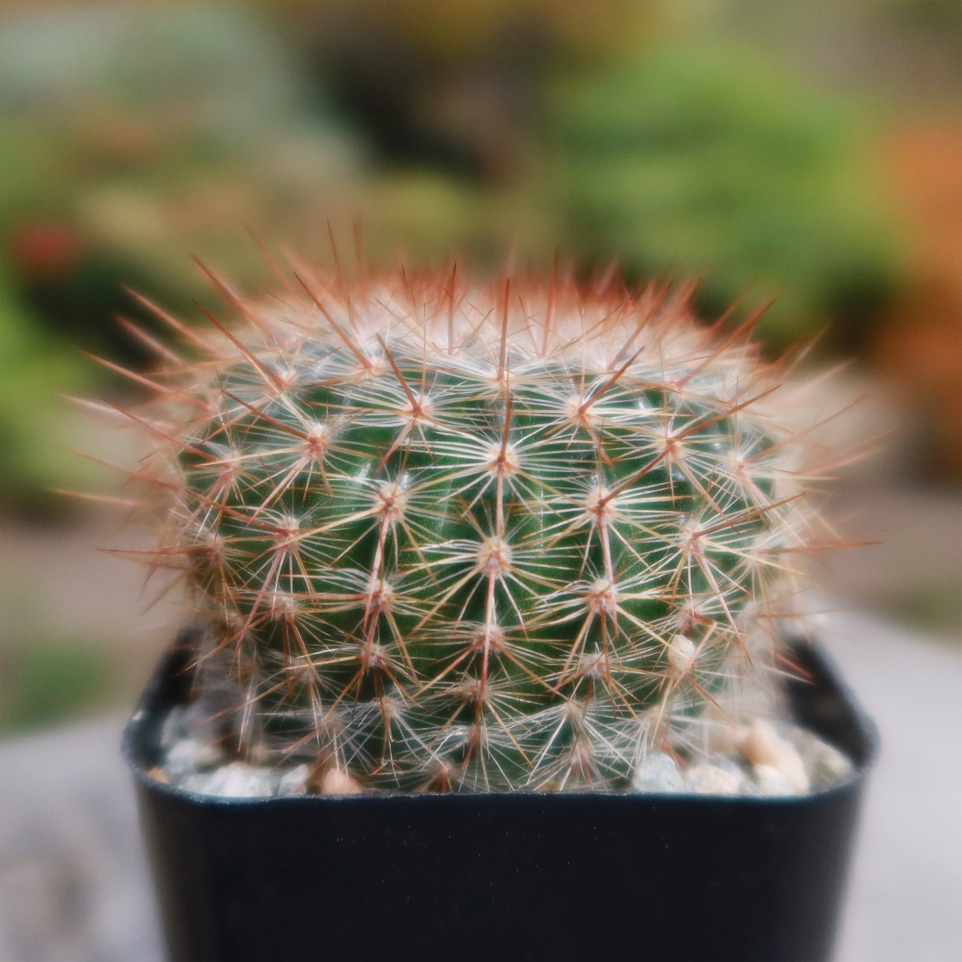 Notocactus rutilans