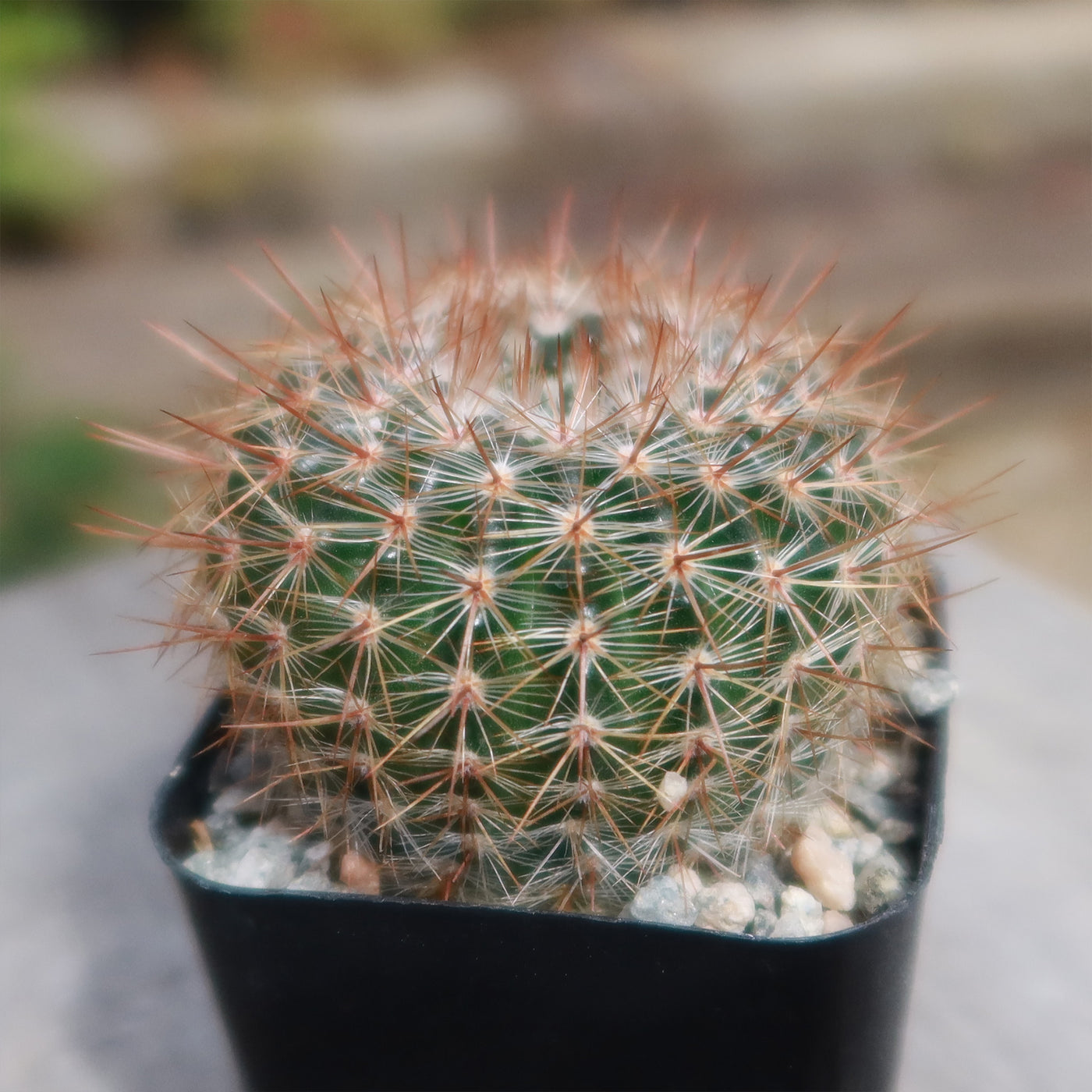 Notocactus rutilans