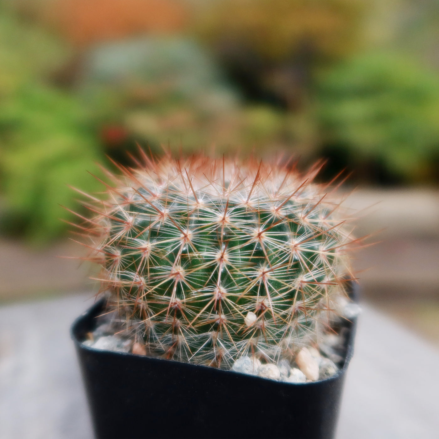 Notocactus rutilans