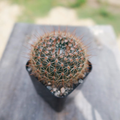 Notocactus rutilans