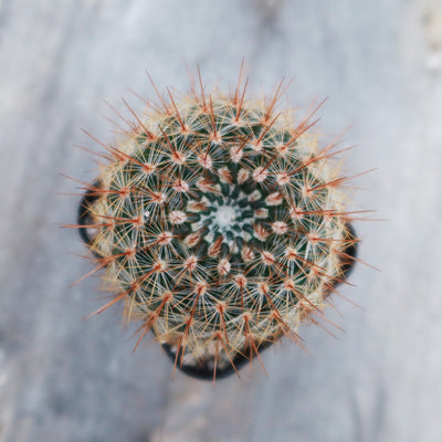 Notocactus rutilans