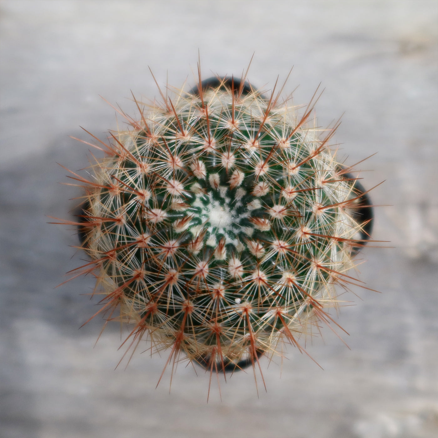 Notocactus rutilans