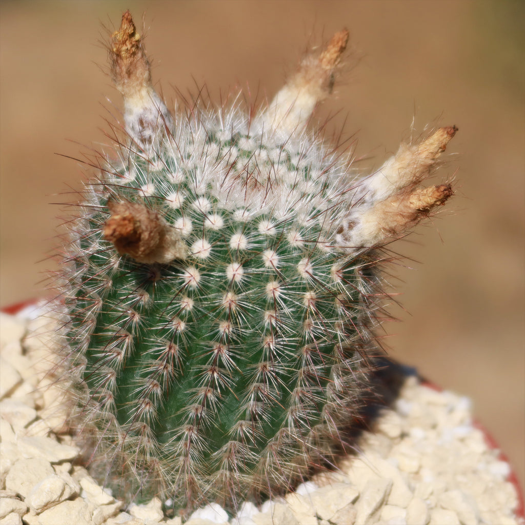 Notocactus scopa murrielli