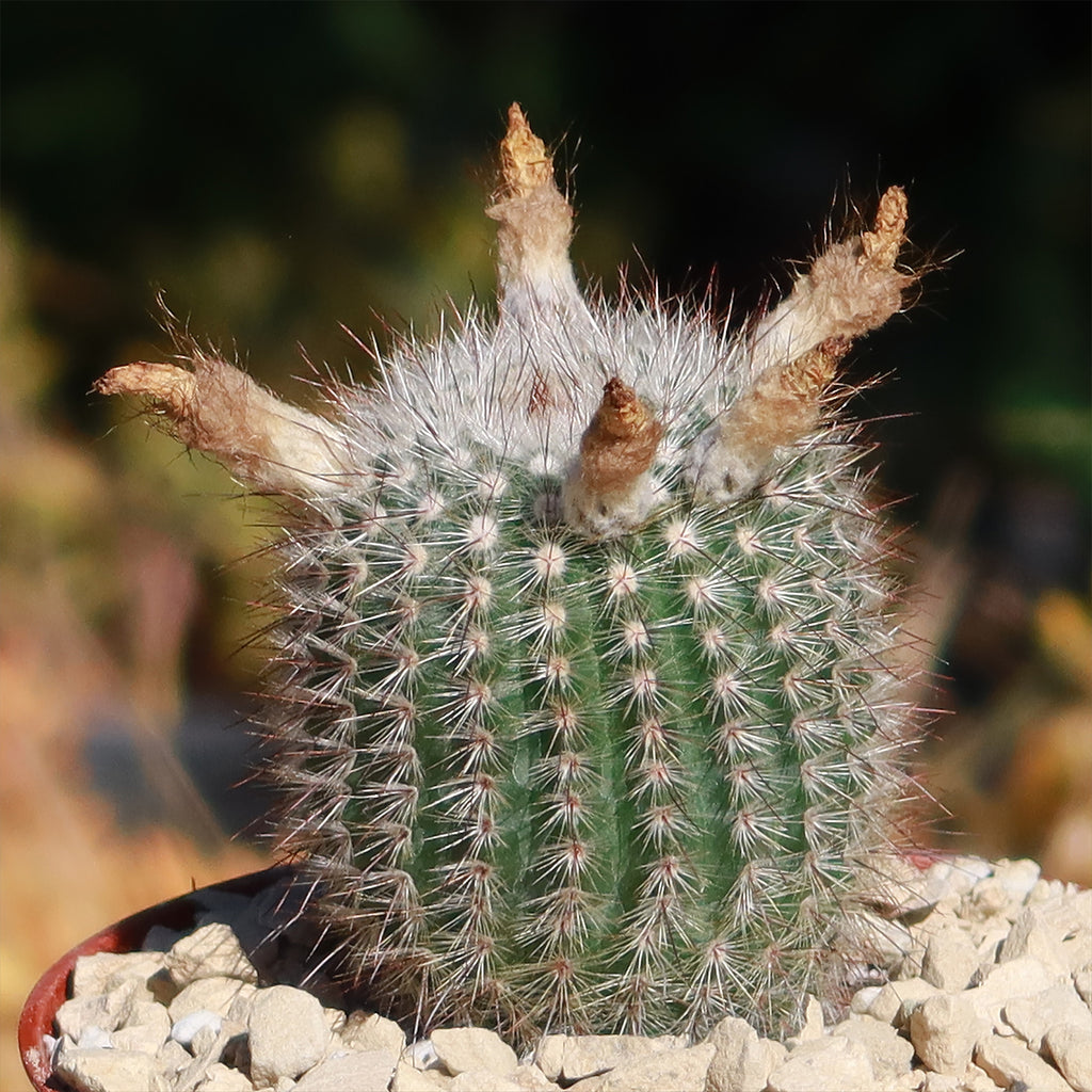 Notocactus scopa murrielli