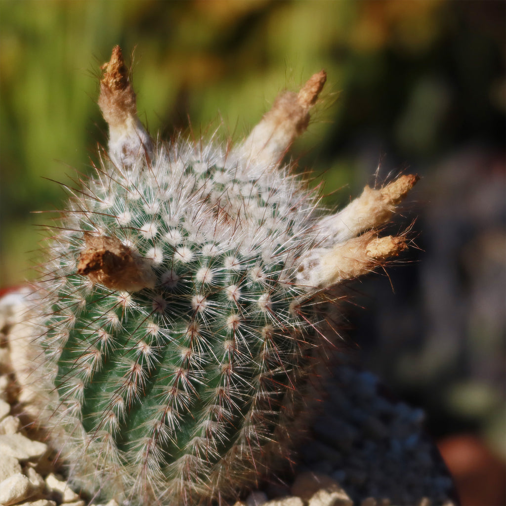 Notocactus scopa murrielli
