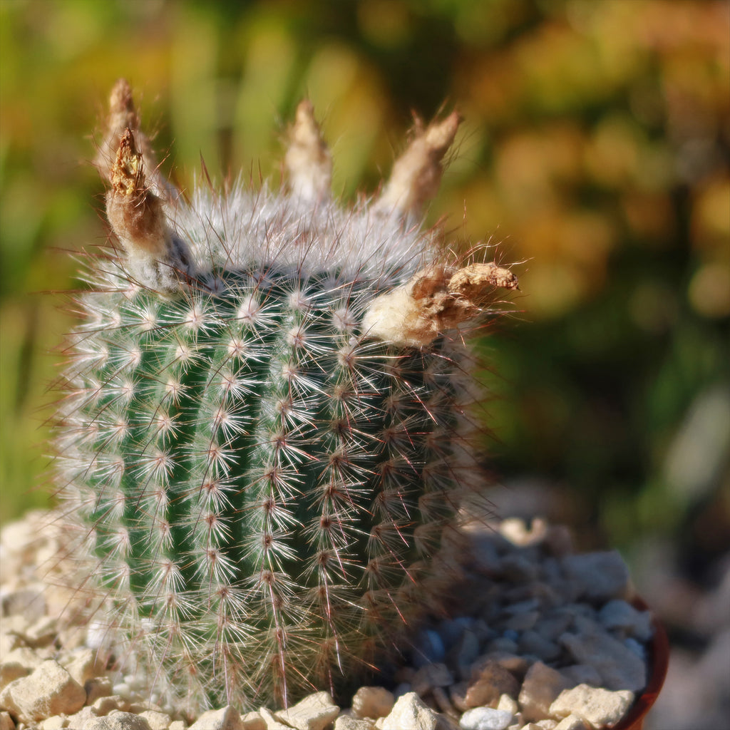 Notocactus scopa murrielli