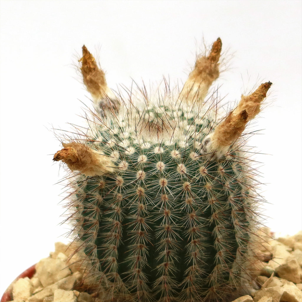 Notocactus scopa murrielli