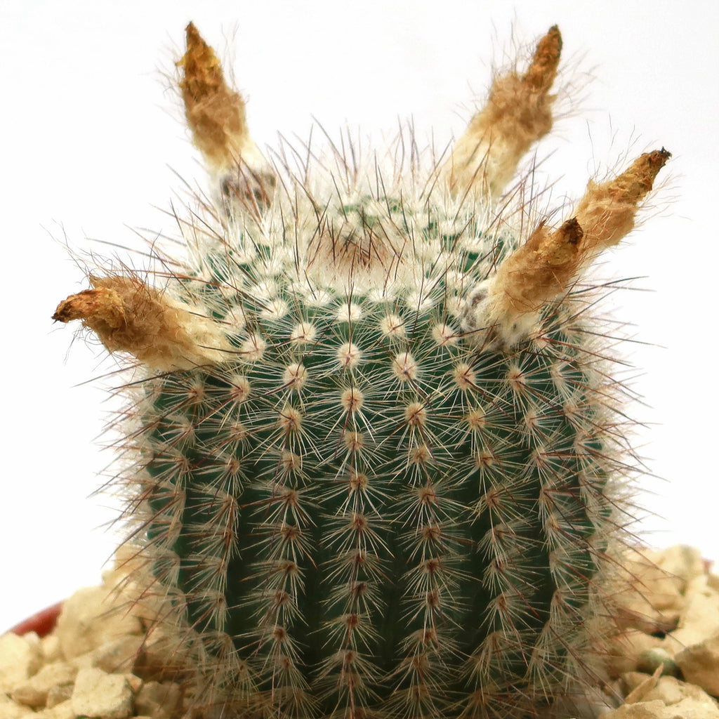 Notocactus scopa murrielli