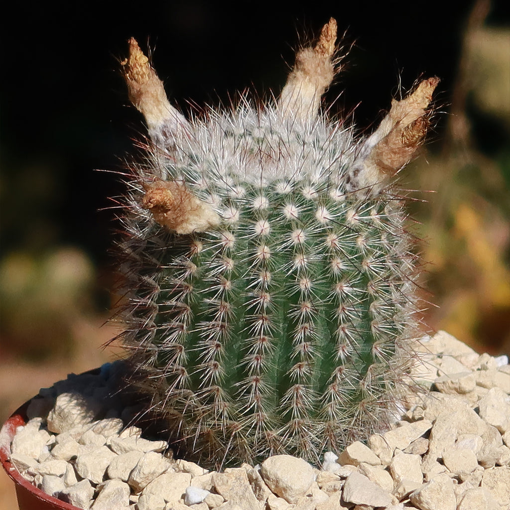 Notocactus scopa murrielli