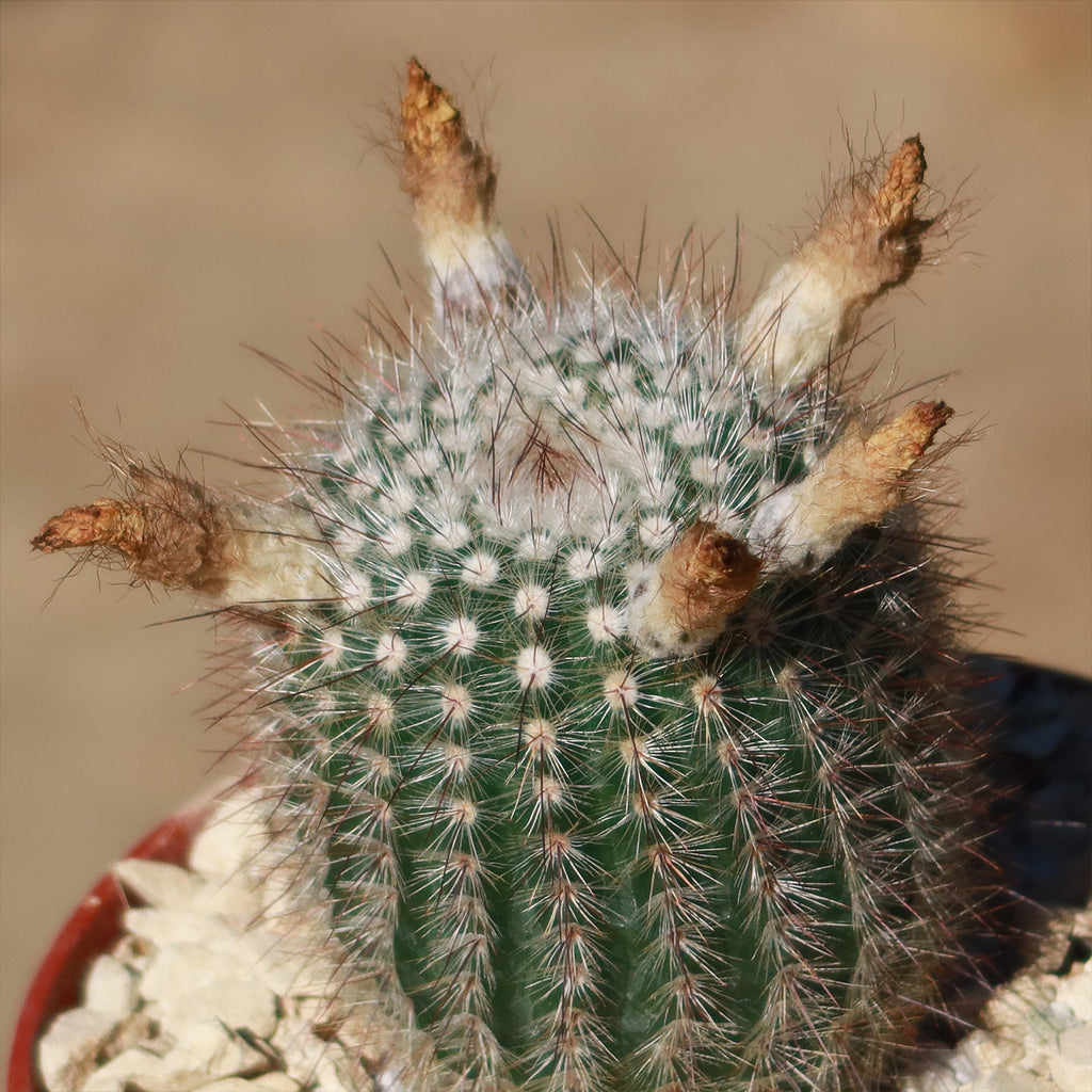 Notocactus scopa murrielli