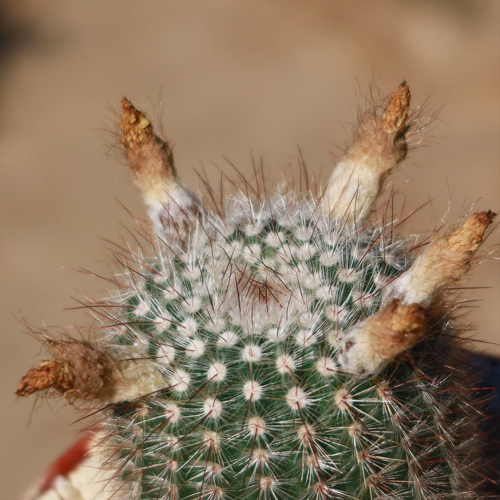Notocactus scopa murrielli