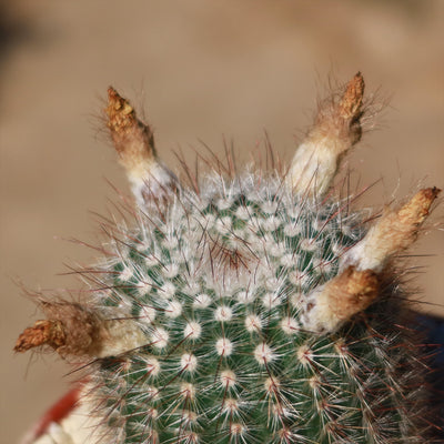 Notocactus scopa murrielli