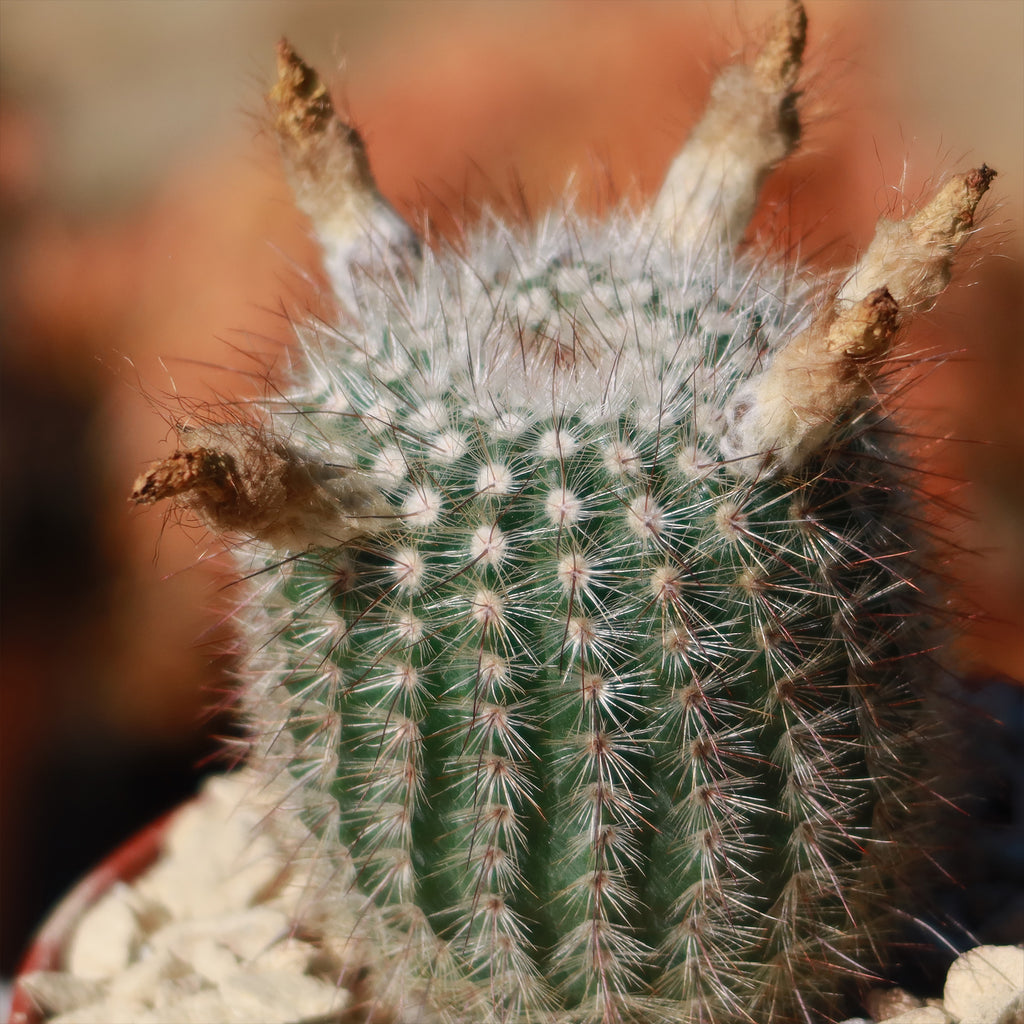 Notocactus scopa murrielli