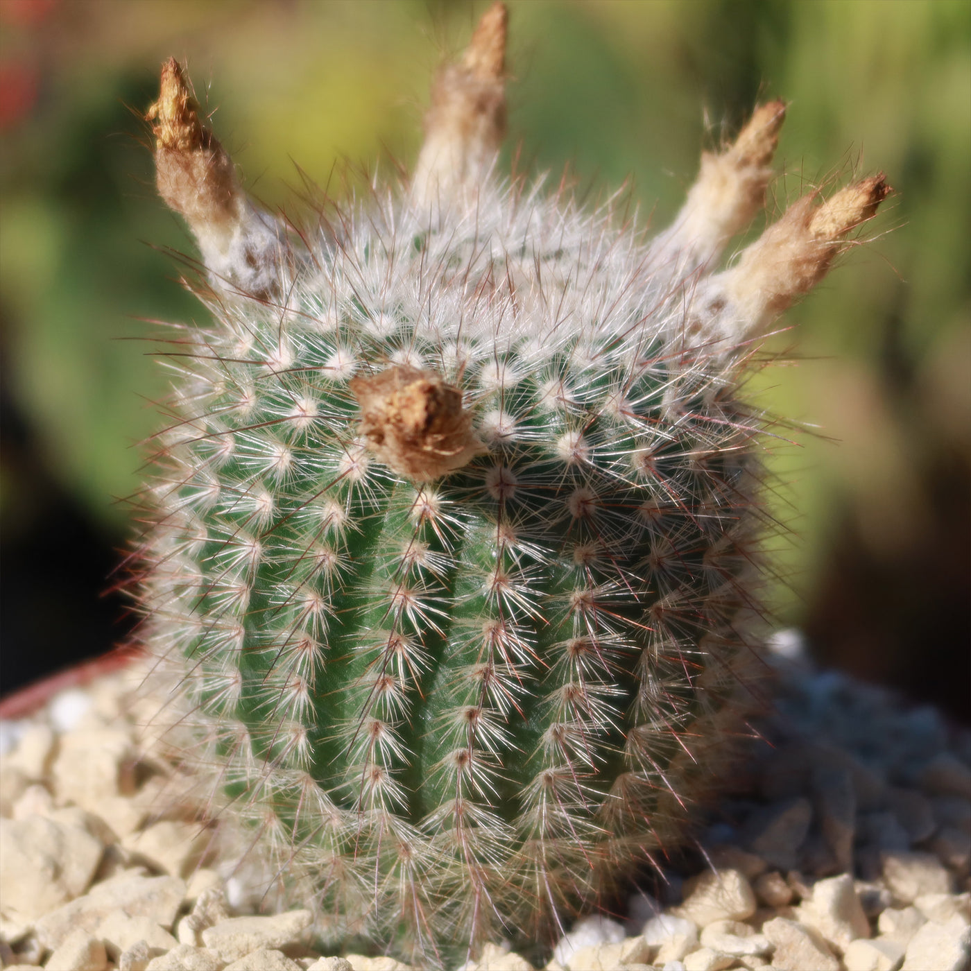 Notocactus scopa murrielli