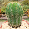 Notocactus warasii