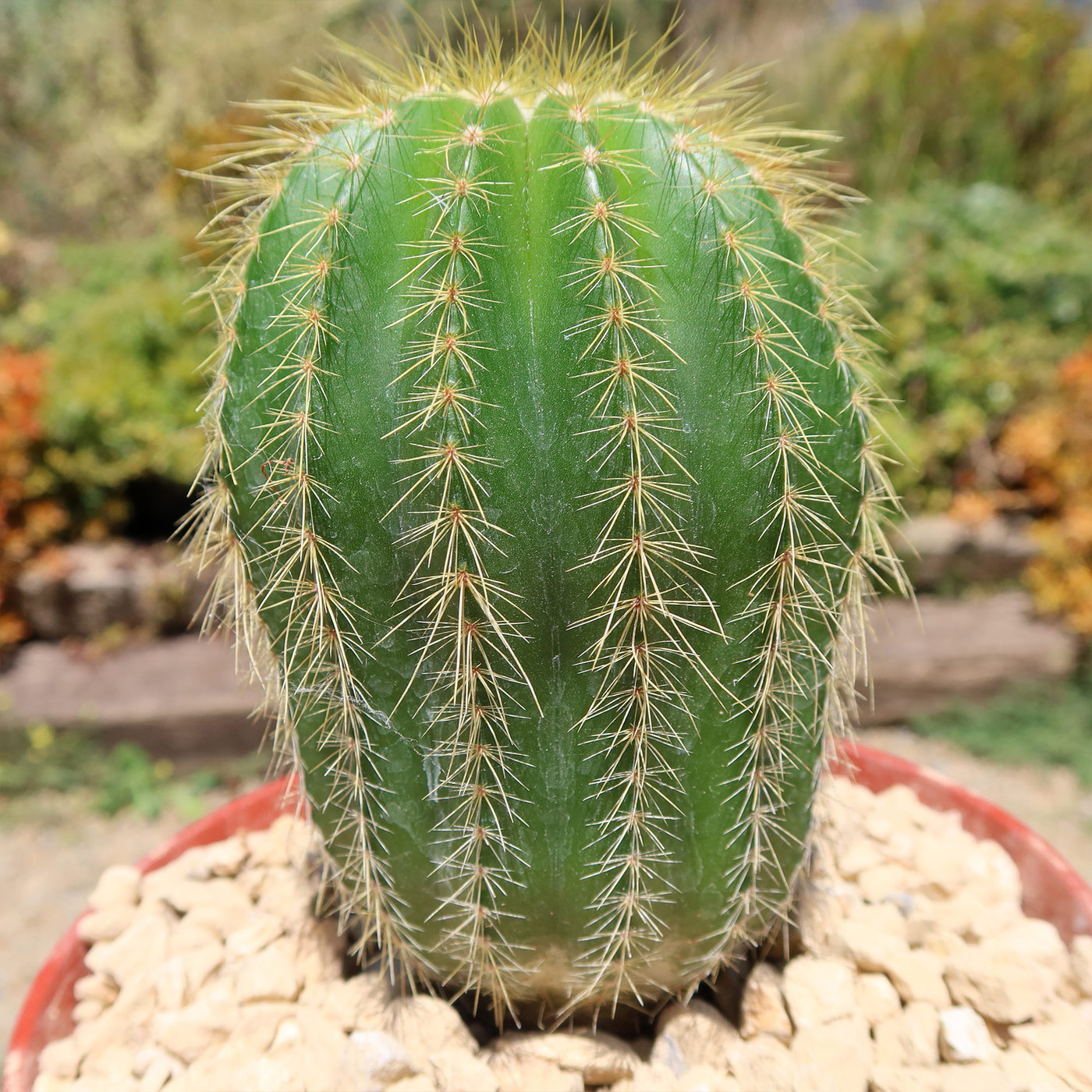 Notocactus warasii