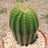 Notocactus warasii