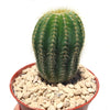 Notocactus warasii