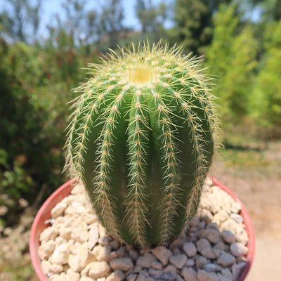 Notocactus warasii