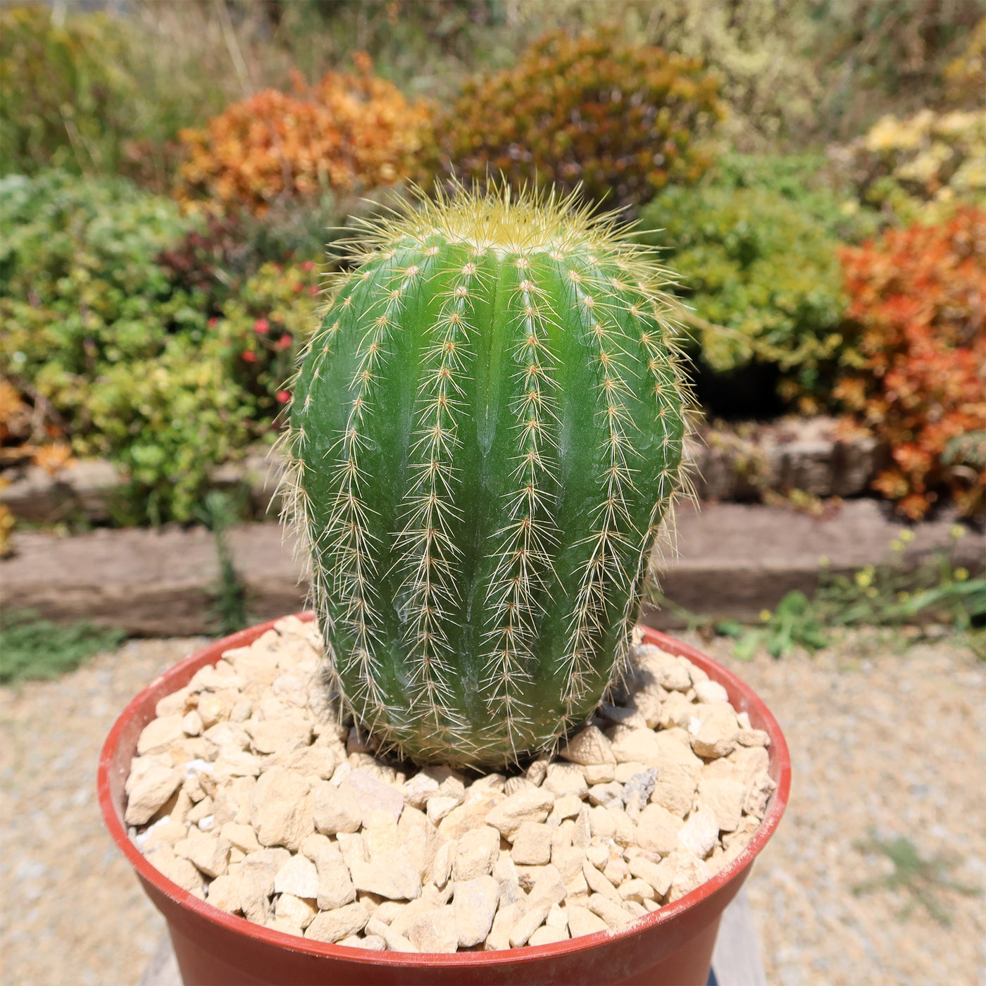 Notocactus warasii