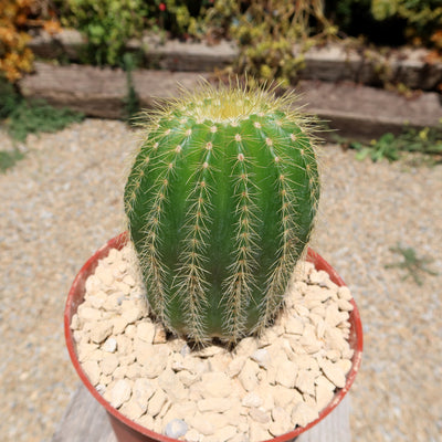 Notocactus warasii