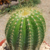 Notocactus warasii