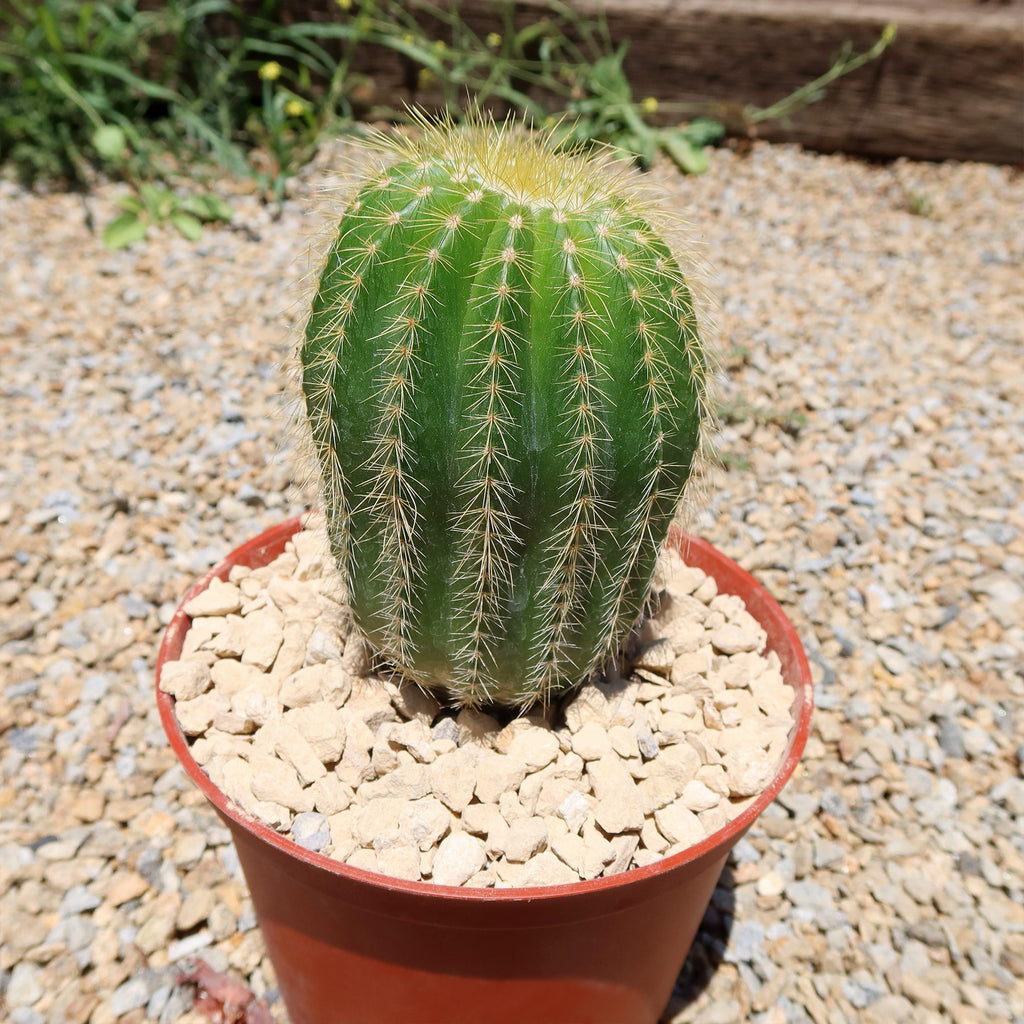 Notocactus warasii